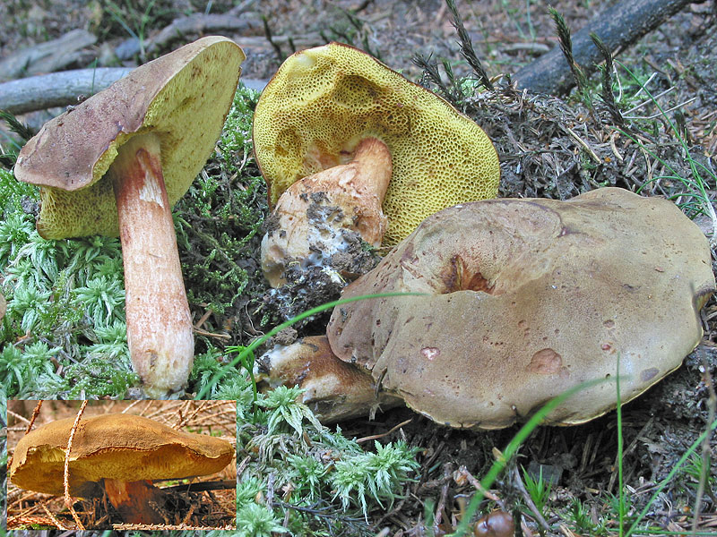 Xerocomus subtomentosus