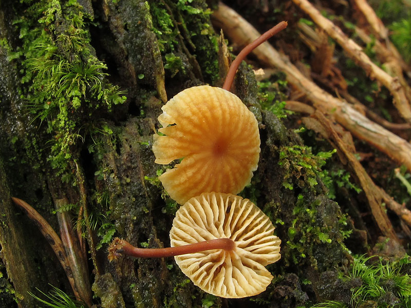 Xeromphalina campanella