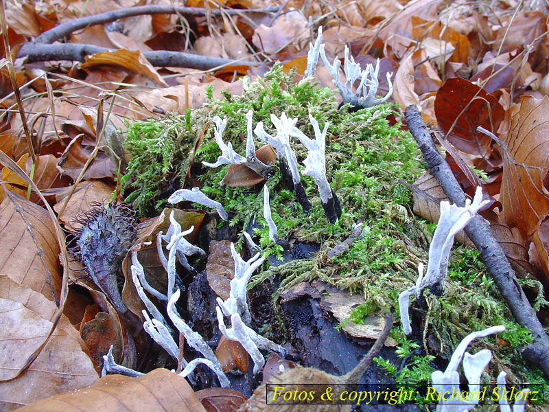 Xylaria hypoxylon