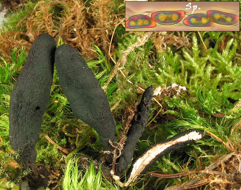 Xylaria polymorpha