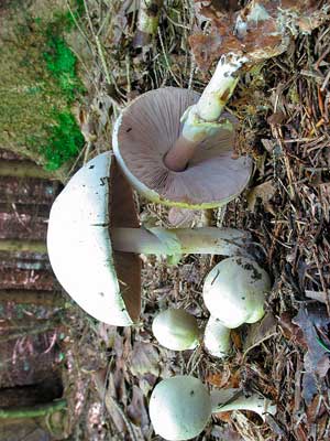 Agaricus_arvensis