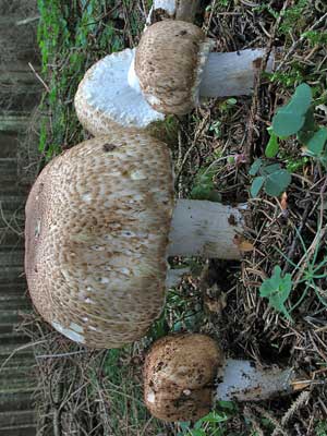 Agaricus_augustus