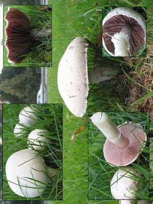 Agaricus_campestris