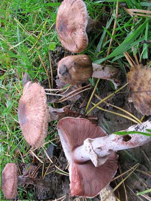 Agaricus_cupreobrunneus