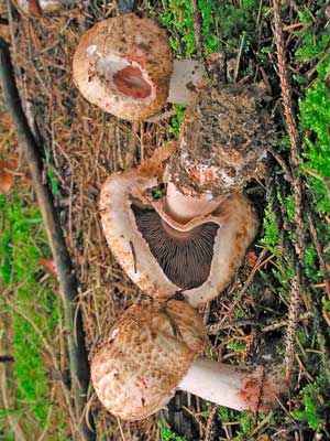 Agaricus_silvaticus