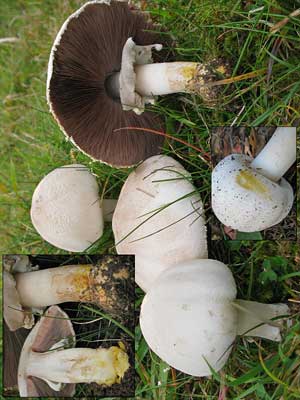 Agaricus_xanthoderma