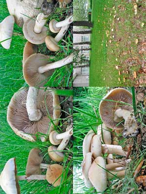 Agrocybe_praecox