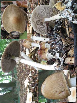 Agrocybe_rivulosa