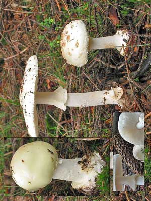 Amanita_citrina