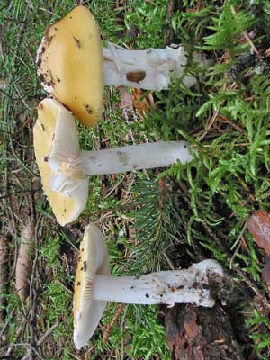 Amanita_gemmata