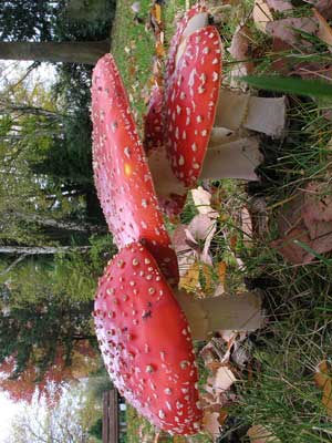 Amanita_muscaria