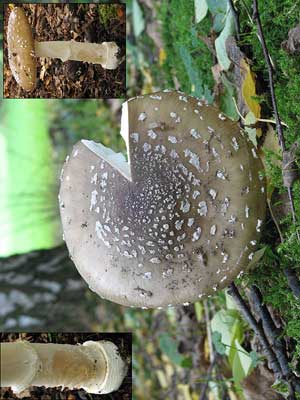 Amanita_pantherina