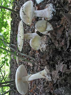 Amanita_phalloides