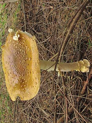 Amanita_regalis