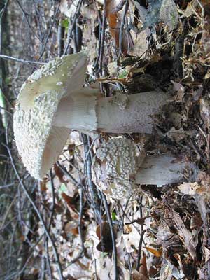 Amanita_rubescens