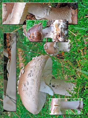 Amanita_spissa