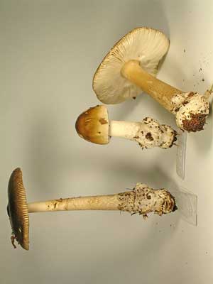 Amanita_vaginata