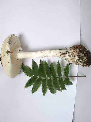 Amanita_virosa