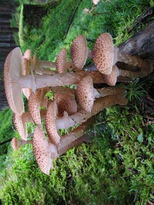 Armillaria_ostoyae