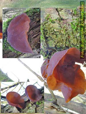 Auricularia_auricula-judae