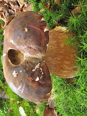 Boletus_aereus