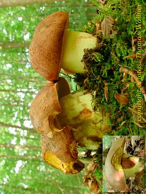 Boletus_appendiculatus