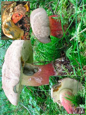 Boletus_calopus