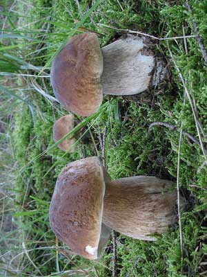 Boletus_edulis