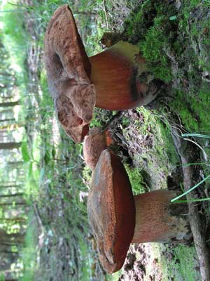 Boletus_erythropus