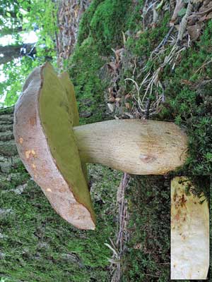 Boletus_impolitus