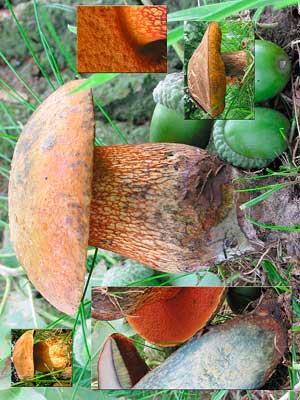 Boletus_luridus