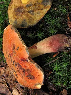 Boletus_queletii