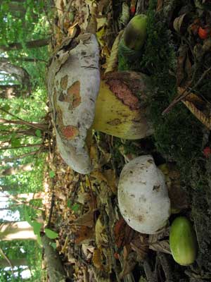 Boletus_radicans