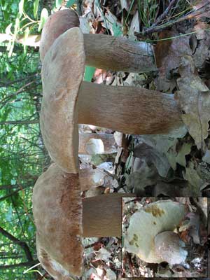 Boletus_reticulatus