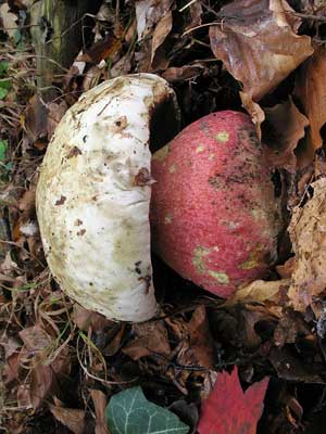 Boletus_satanas