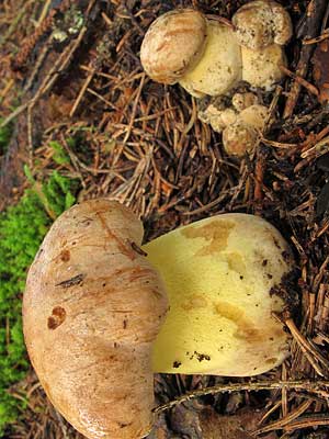 Boletus_subappendiculatus