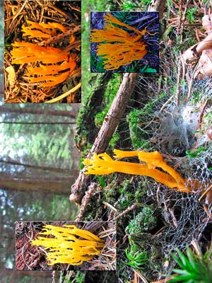 Calocera_viscosa