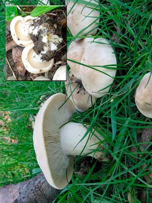 Calocybe_gambosa