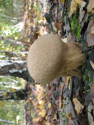 Calvatia_excipuliformis