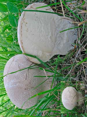 Calvatia_utriformis