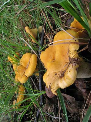 Cantharellus_cibarius