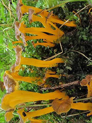 Cantharellus_lutescens
