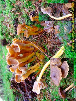 Cantharellus_tubaeformis