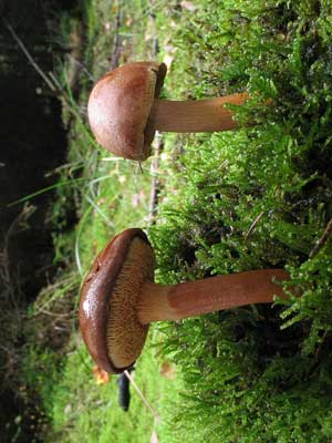 Chalciporus_piperatus