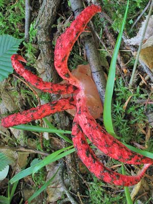 Clathrus_archeri