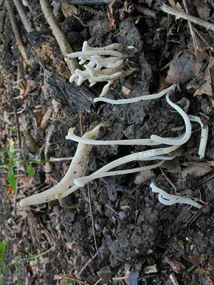 Clavaria_falcata