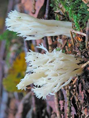 Clavulina_coralloides