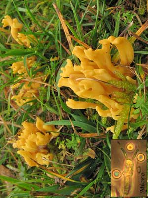 Clavulinopsis_corniculata