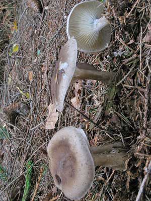 Clitocybe_clavipes