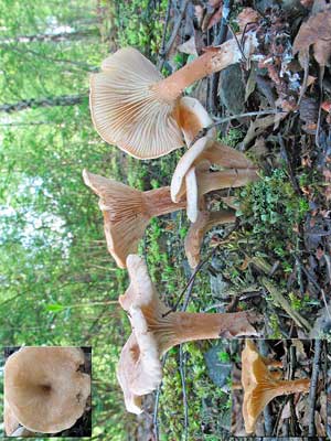 Clitocybe_costata